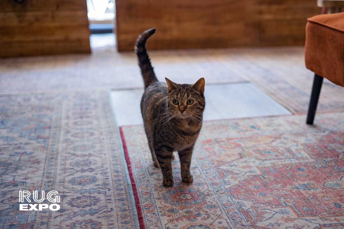 best rugs for pet owners